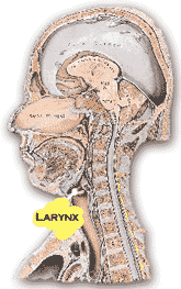 head_larynx.gif